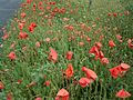 Papaver rhoeas