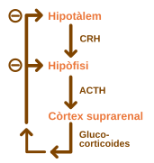 ACTH Negative Feedback-ca.svg