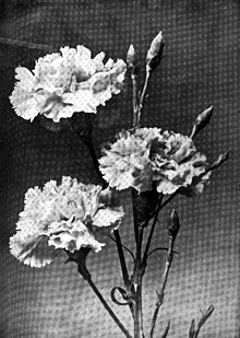 Americana 1920 Carnation.jpg