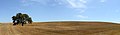 Image 15Wheat field after the harvest, Portugal