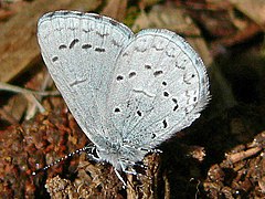 Spring Azure (Celastrina ladon)