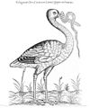 Stork and Snake (1555)