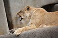 African Lion