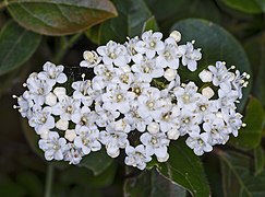  Viburnum tinus