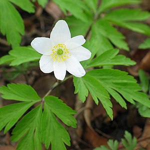 Zawilec gajowy (Anemone nemorosa)