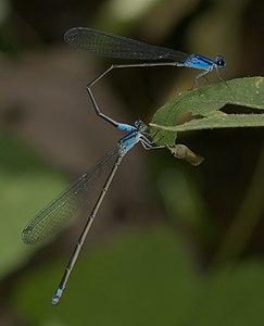 Archibasis oscillans tandem pair