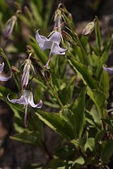 Campanula scouleri