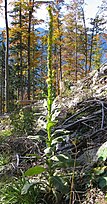 Flowering plant; Schwarenbachlock, Bad Goisern, Österreich