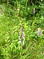 Ophrys insectifera Germany - Dietlingen