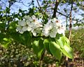 Flowers and young leaves of Wild Pear