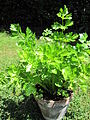 Apium graveolens in pot