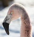 Chilean Flamingo