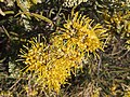 Hakea macrocarpa