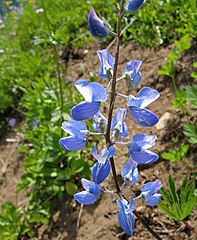 Lupinus latifolius (Broadleaf Lupin)