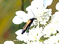 Oedemera flavipennis