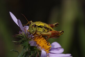 Prumnacris rainierensis