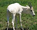 Baby Addax at Louisville Zoo, Kentucky