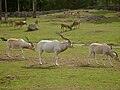 Addax in Kolmården zoo