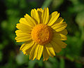 Image 22A yellow flower of Coleostephus myconis