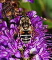 * Nomination A female hoverfly on flower (Eristalinus arbustorum) -- Alvesgaspar 21:07, 15 April 2015 (UTC) * Promotion Very good -- Spurzem 21:10, 15 April 2015 (UTC) Very good and yet only 3.3MP --Charlesjsharp 12:05, 16 April 2015 (UTC)