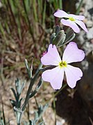 Malcolmia littorea.jpg