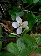 Oxalis griffithii