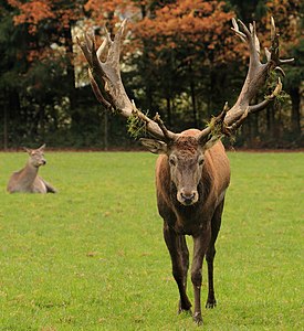 A red deer stag's antlers covered with grass