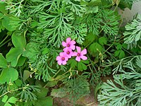 Oxalis violacea