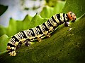 * Nomination: Hawkmoth caterpillar on a leaf (by Neutraliste) --Adoscam 23:32, 17 September 2022 (UTC) * * Review needed