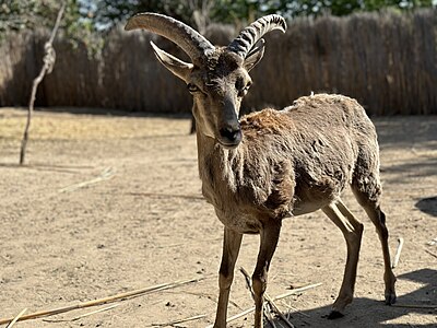 16. Bukhara specialized nursery "Jayron" author - Umid1108