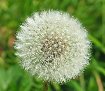 Mniszek lekarski (Taraxacum officinale)