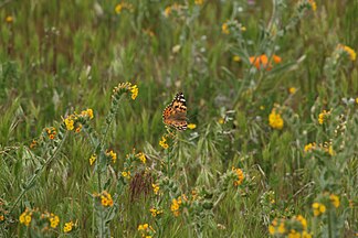 Vanessa cardui