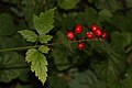 Actaea rubra