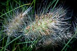 Thumbnail for File:Pennisetum Villosum.jpg