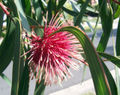 Hakea laurina