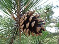 P. nigra subsp. nigra var. pallasiana cone; Crimea