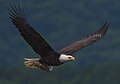 American Bald Eagle, National bird of prey (official)