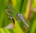 * Nomination Kleiner Blaupfeil - Orthetrum coerulescens, Männchen (male) --Hockei 16:34, 12 February 2015 (UTC) * Promotion  Support Good quality.--PIERRE ANDRE LECLERCQ 11:55, 16 February 2015 (UTC)