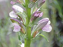 Acanthus balcanicus1.jpg