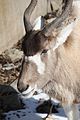 Addax at Louisville Zoo