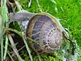 Snail & feces (Galicia, Spain)