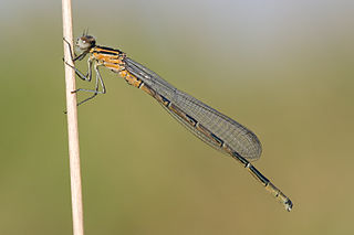 Coenagrion hastulatum, teneral male