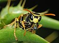 Image 102Wasp blowing a bubble