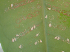 Australian Citrus Whitefly.png