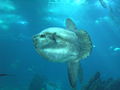 Mola mola in the Oceanário de Lisboa