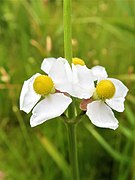 Sagittaria aginashi