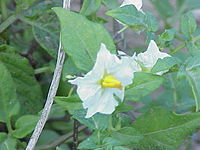 Solanum venturii