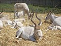 Zoological Center of Tel Aviv-Ramat Gan, Israel