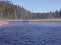 Buffalo Crossing The Firehole River In The Morning Mist