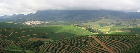 Coffee Plantation in São João do Manhuaçu City - Minas Gerais State - Brazil